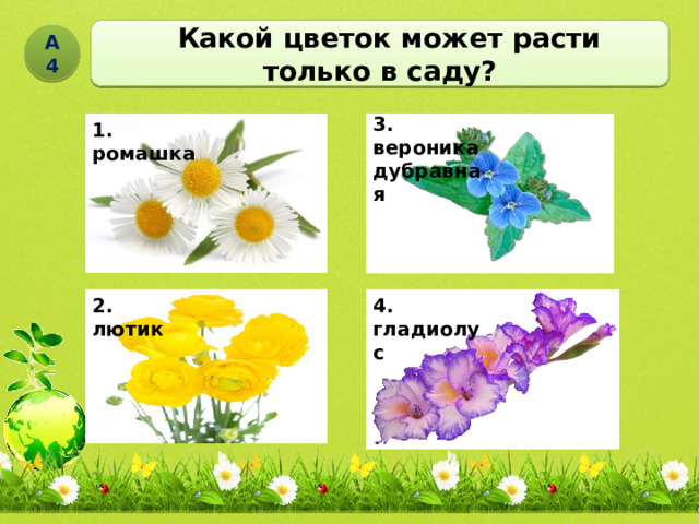  Какой цветок может расти только в саду? А4 3. вероника дубравная 1. ромашка 2. лютик 4. гладиолус 