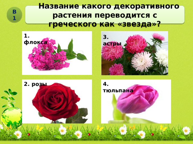  Название какого декоративного растения переводится с греческого как «звезда»? В1 1. флокса 3. астры 2. розы 4. тюльпана 