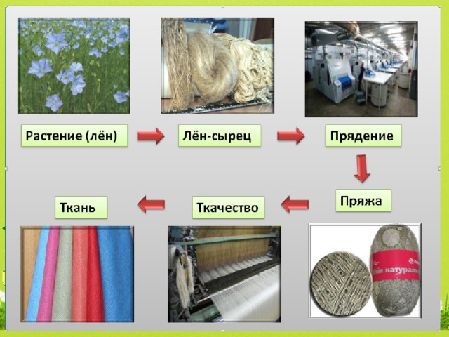  Какое культурное растение человек использует для получения ткани? В2 3. ячмень 1. лён 2. гречиха 4. хмель 