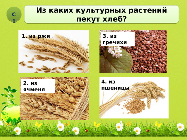 Из каких культурных растений пекут хлеб?  С1 1. рис 3. из гречихи 1. из ржи 4. из пшеницы 2. из ячменя 
