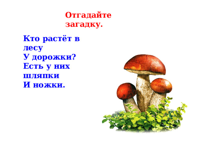Отгадайте загадку. Кто растёт в лесу У дорожки? Есть у них шляпки И ножки. 
