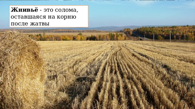Жнивьё - это солома, оставшаяся на корню после жатвы Просёлок - грунтовая дорога между небольшими населёнными пунктами Пролески - длинные промежутки между лесами Объясним значение.. 