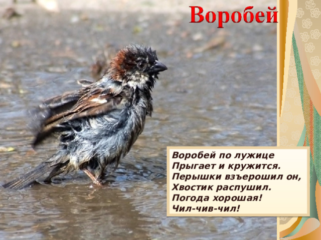 Воробей по лужице  Прыгает и кружится.  Перышки взъерошил он,  Хвостик распушил.  Погода хорошая!  Чил-чив-чил! 