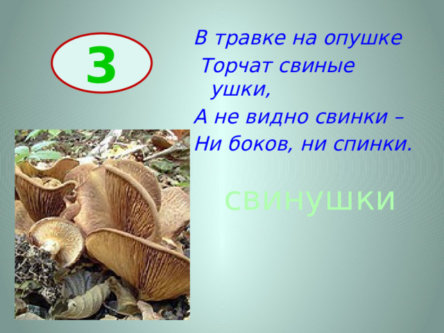 В травке на опушке  Торчат свиные ушки, А не видно свинки – Ни боков, ни спинки. 3 свинушки 