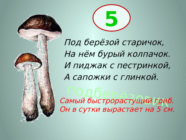 подберёзовик 5 Под берёзой старичок, На нём бурый колпачок. И пиджак с пестринкой, А сапожки с глинкой. Самый быстрорастущий гриб. Он в сутки вырастает на 5 см. 