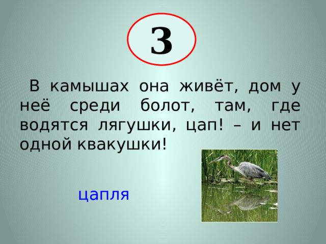 3  В камышах она живёт, дом у неё среди болот, там, где водятся лягушки, цап! – и нет одной квакушки! цапля 