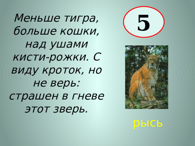 5 Меньше тигра, больше кошки, над ушами кисти-рожки. С виду кроток, но не верь: страшен в гневе этот зверь. рысь 