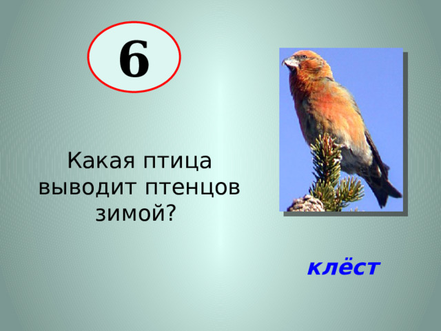6 Какая птица выводит птенцов зимой? клёст 