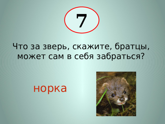 7 Что за зверь, скажите, братцы, может сам в себя забраться? норка 