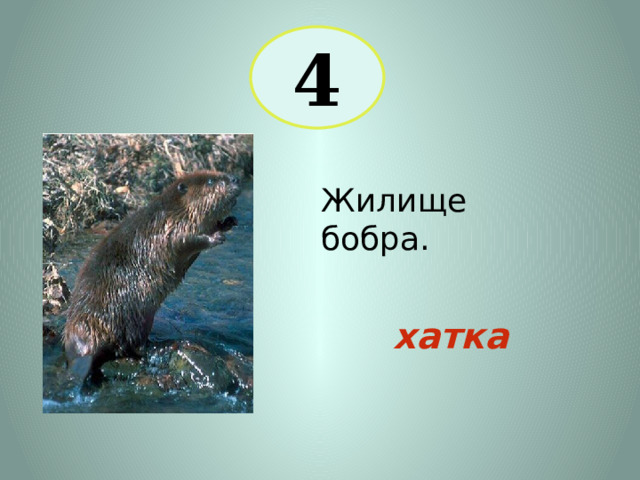 4 Жилище бобра. хатка 