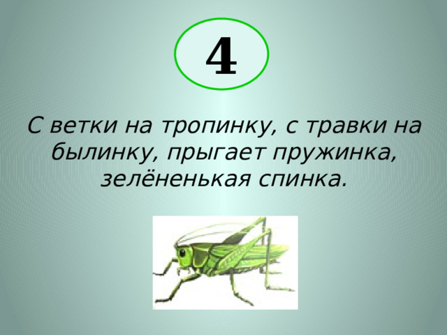 4 С ветки на тропинку, с травки на былинку, прыгает пружинка, зелёненькая спинка. 