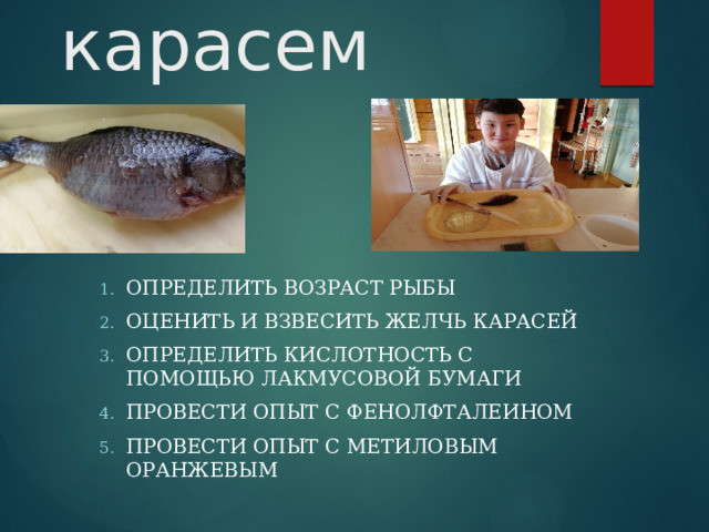 Опыты с карасем Определить возраст рыбы Оценить и взвесить желчь карасей Определить кислотность с помощью лакмусовой бумаги Провести опыт с фенолфталеином Провести опыт с метиловым оранжевым 