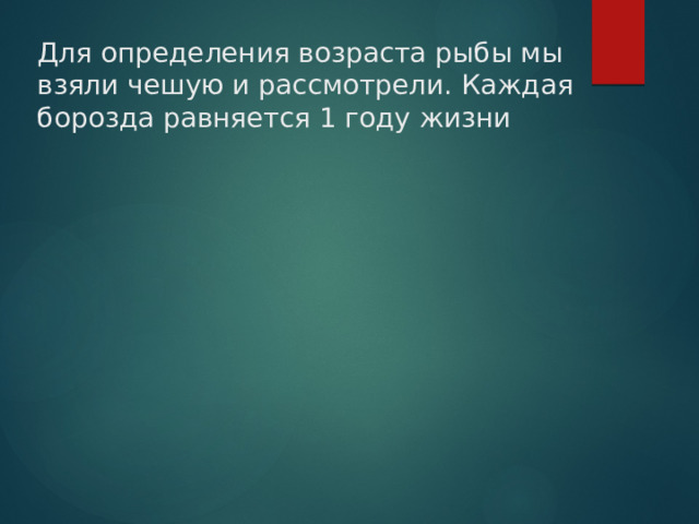 Для определения возраста рыбы мы взяли чешую и рассмотрели. Каждая борозда равняется 1 году жизни 