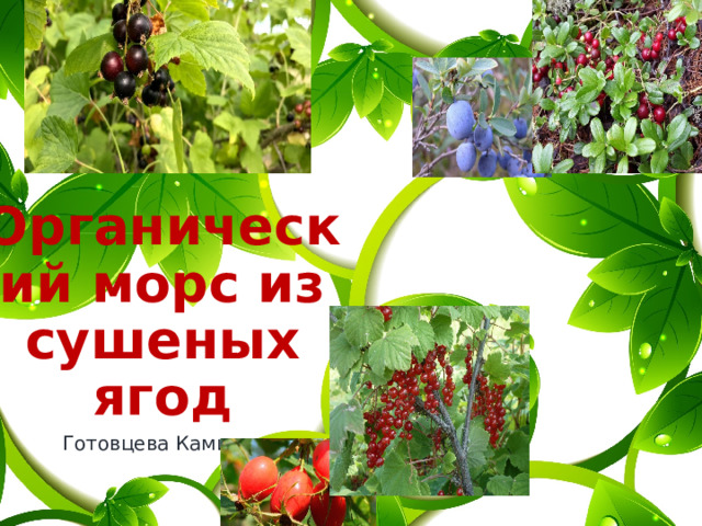 Органический морс из сушеных ягод Готовцева Камила 