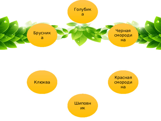 Голубика Черная смородина Брусника Красная смородина Клюква Шиповник 