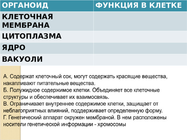 ОРГАНОИД ФУНКЦИЯ В КЛЕТКЕ КЛЕТОЧНАЯ МЕМБРАНА ЦИТОПЛАЗМА ЯДРО ВАКУОЛИ 