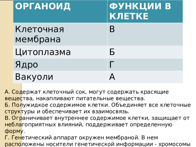 ОРГАНОИД ФУНКЦИИ В КЛЕТКЕ Клеточная мембрана В Цитоплазма Б Ядро Г Вакуоли А А. Содержат клеточный сок, могут содержать красящие вещества, накапливают питательные вещества. Б. Полужидкое содержимое клетки. Объединяет все клеточные структуры и обеспечивает их взаимосвязь. В. Ограничивает внутреннее содержимое клетки, защищает от неблагоприятных влияний, поддерживает определенную форму. Г. Генетический аппарат окружен мембраной. В нем расположены носители генетической информации - хромосомы 