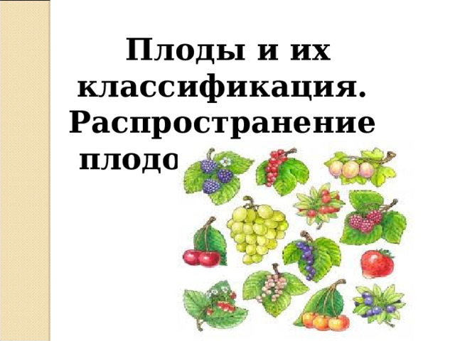 Плоды и их классификация. Распространение плодов и семян. 