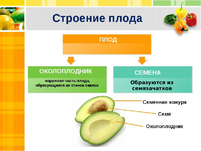 Образуются из семязачатков 