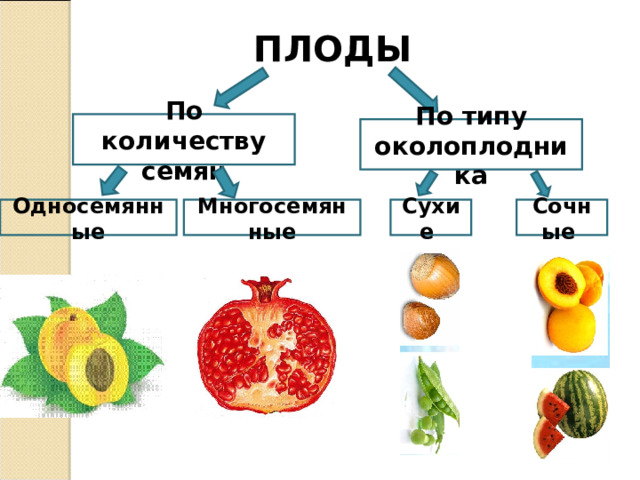 ПЛОДЫ По количеству семян По типу околоплодника Односемянные Многосемянные Сухие Сочные 