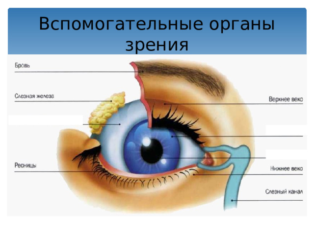 А ЭТО НЕПОДВИЖНЫЕ КАРТИНЫ… ХОТЯ СМОТРЯТСЯ ОНИ СОВСЕМ НЕ ТАК!  