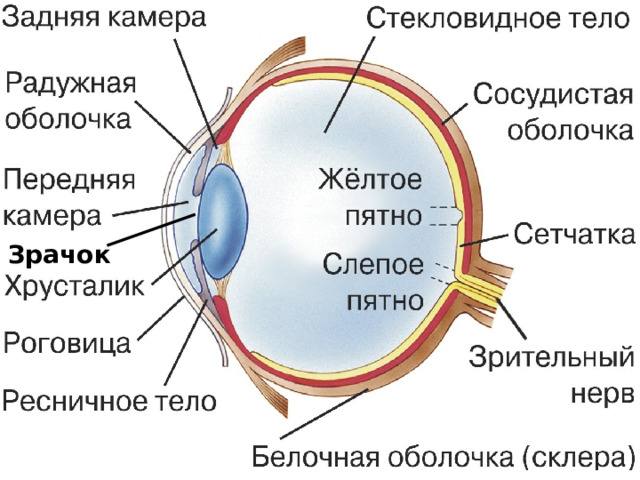 МЫ ВИДИМ ЧЕРНЫЕ И БЕЛЫЕ ТОЧКИ… НО ТУТ ТОЛЬКО БЕЛЫЕ  
