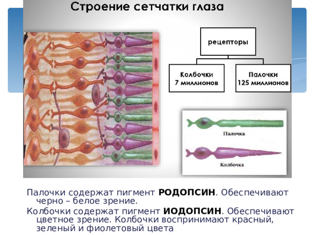 Зрительный анализатор. Зрительный анализатор- важнейший из всех органов чувств. Он даёт 90% всей информации, поступающей в мозг человека от всех рецепторов . 