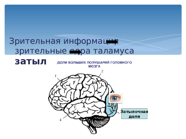 Зрительный анализатор Воспринимающая часть зрительного аппарата- глазное яблоко -имеет форму шара. Оно лежит в полости глазницы и при помощи мышц прикрепляется к ней.  