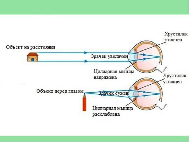 Вспомогательные органы зрения 