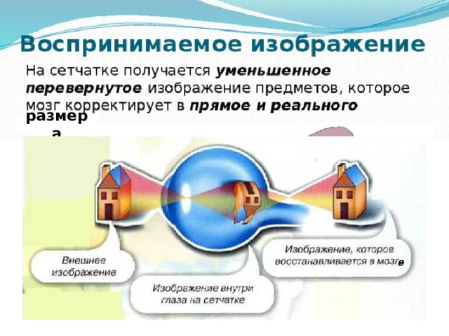 Зрительный анализатор ВОСПРИНИМАЮЩАЯ ЧАСТЬ    ГЛАЗНОЕ ЯБЛОКО ВСПОМОГАТЕЛЬНЫЙ АППАРАТ   ВЕКИ, БРОВИ, РЕСНИЦЫ, СЛЕЗНАЯ ЖЕЛЕЗА, МЫШЦЫ ГЛАЗНОГО ЯБЛОКА 