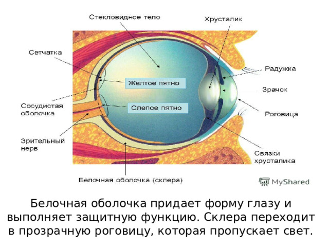 Палочки содержат пигмент РОДОПСИН . Обеспечивают черно – белое зрение. Колбочки содержат пигмент ИОДОПСИН . Обеспечивают цветное зрение. Колбочки воспринимают красный, зеленый и фиолетовый цвета 
