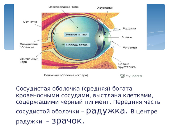Зрительная информация зрительные ядра таламуса  затылочные доли КБП 