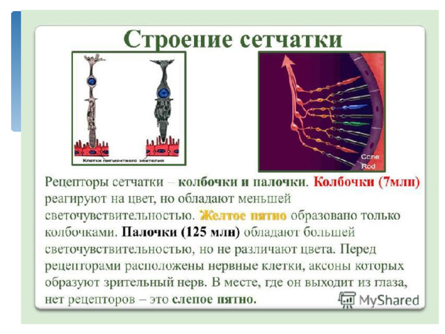 Белочная оболочка придает форму глазу и выполняет защитную функцию. Склера переходит в прозрачную роговицу, которая пропускает свет. 