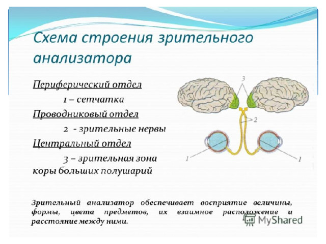 Глазное яблоко Состоит из ядра и 3 оболочек: 1) Склера(белочная оболочка )- защищает внутреннее ядро. 2) Сосудистая оболочка- богата кровеносными сосудами. 3)Сетчатка 