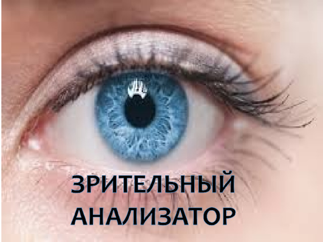 ВСЕ ПРЯМЫЕ ПАРАЛЛЕЛЬНЫ  