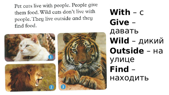 With – с Give – давать Wild – дикий Outside – на улице Find – находить 