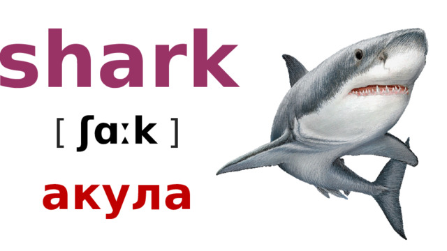 shark [ ʃɑːk   ] акула 