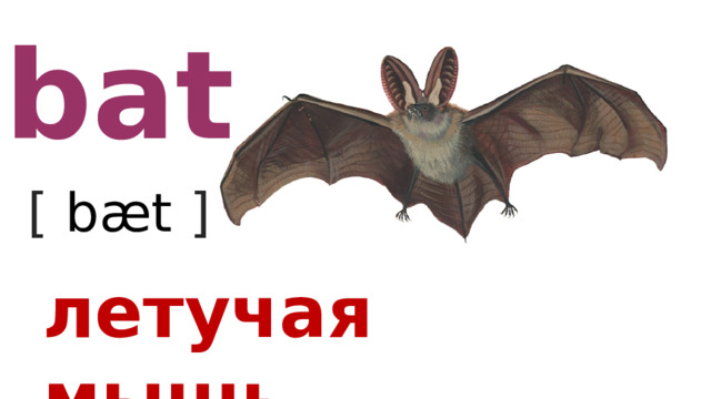 bat [ bæt  ] летучая мышь 