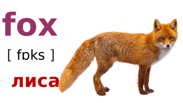 fox [ fɒks  ] лиса 