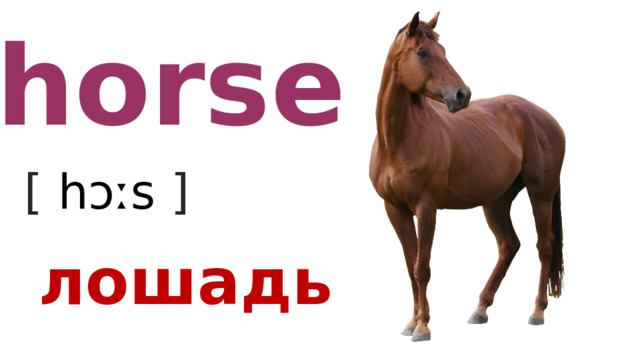 horse [ hɔːs  ] лошадь 