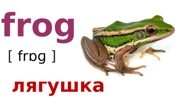 frog [ frɒɡ  ] лягушка 