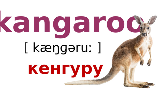 kangaroo [ kæŋɡəruː  ] кенгуру 