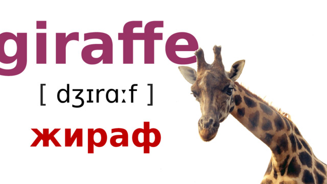 giraffe [ dʒɪrɑːf  ] жираф 
