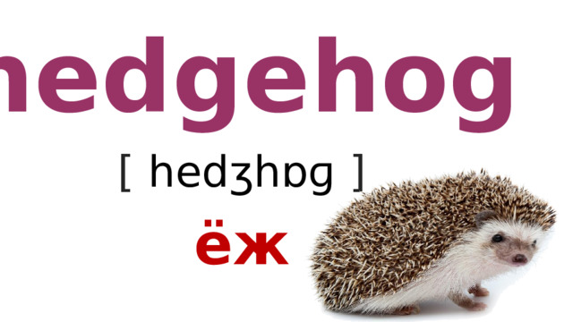 hedgehog [ hedʒhɒɡ  ] ёж 