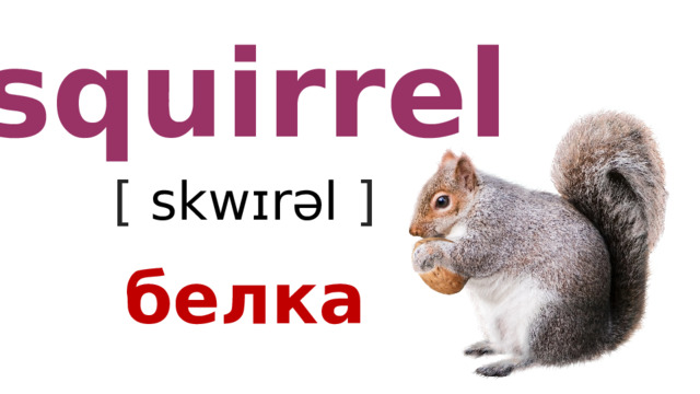 squirrel [ skwɪrəl  ] белка 