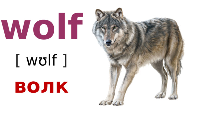 wolf [ wʊlf  ] волк 