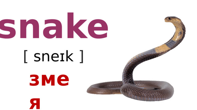 snake [ sneɪk  ] змея 