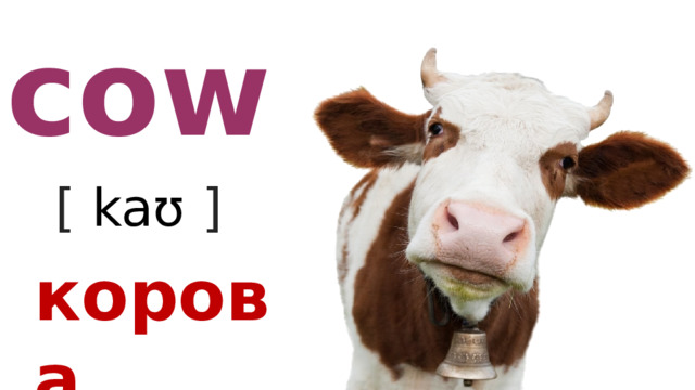 cow [ kaʊ  ] корова 