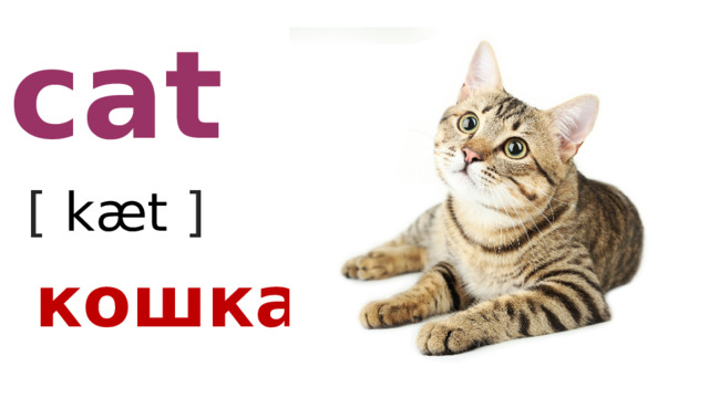 cat [ kæt  ] кошка 