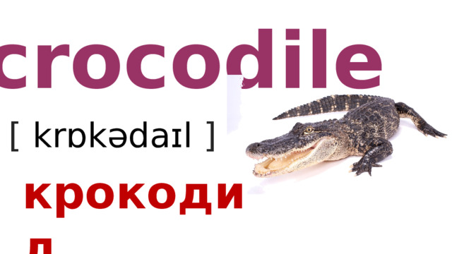crocodile [ krɒkədaɪl  ] крокодил 